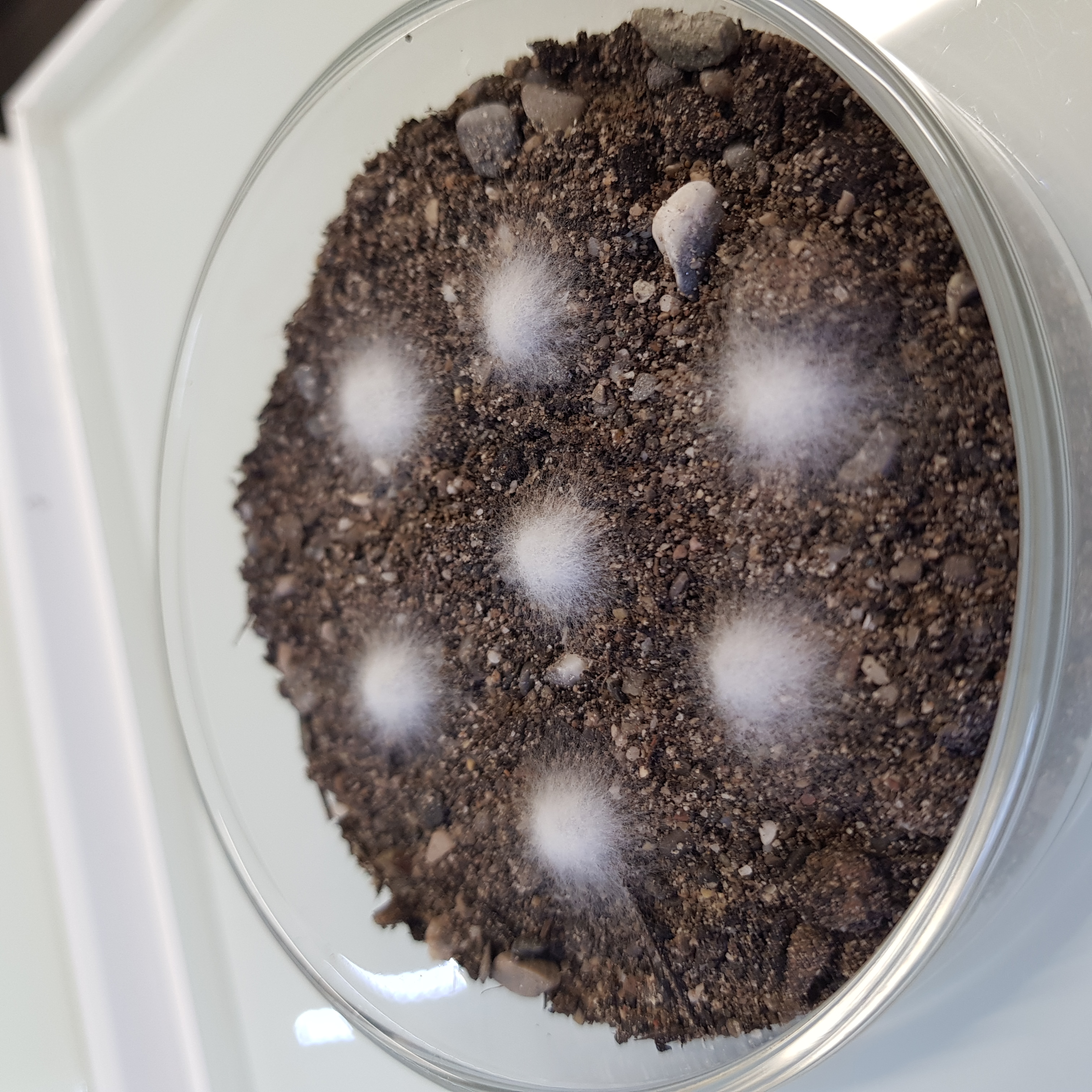 Sortie du mycélium de la capsule dans le sol